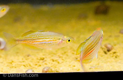 Melanotaenia papuae -Pair, Pair (1M1F)