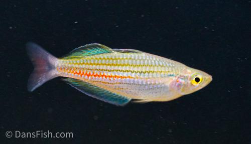 Melanotaenia papuae -Pair, Pair (1M1F)
