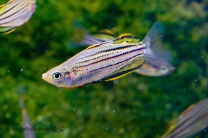 Melanotaenia sahulensis 'Skull Creek'