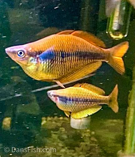 Melanotaenia sikuensis "Isim"