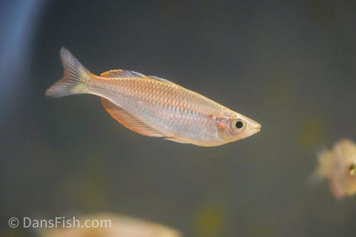Melanotaenia sp. "Kali Kaibur"