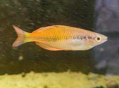 Melanotaenia sp. "Kali Kaibur"