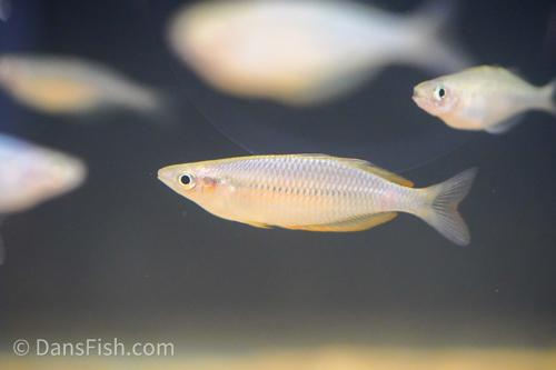 Melanotaenia cf. fredericki "Sungai Klasam"