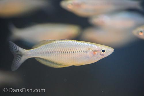 Melanotaenia cf. fredericki "Sungai Klasam"