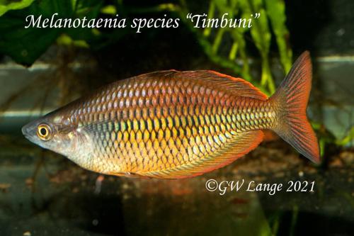 Melanotaenia sp. 'Kali Timbuni'
