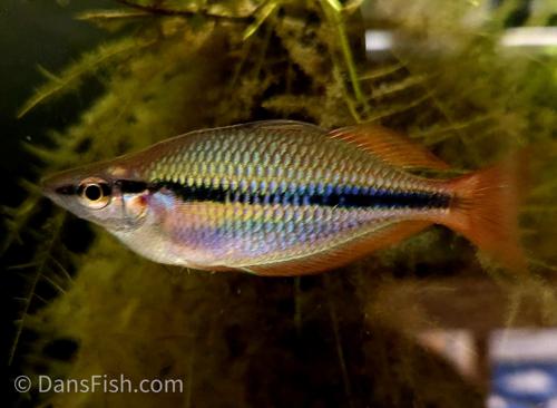 Melanotaenia sp. Kiunga