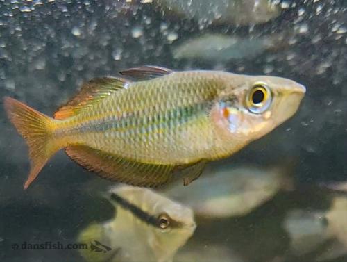 Melanotaenia trifasciata 'Coen River'