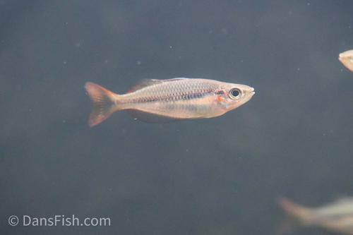Melanotaenia trifasciata 'Coen River'