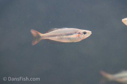 Melanotaenia trifasciata 'Coen River'