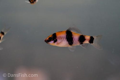 Melon Barb