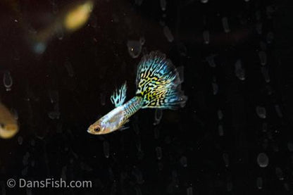 Metal Blue Lace Guppy, Trio (1M2F)