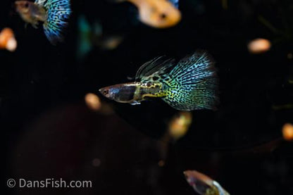 Metal Blue Lace Guppy, Trio (1M2F)