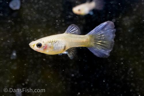 Metal Snakeskin Bluetail Guppy, Pair (1M1F)