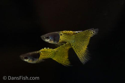 Metal Yellow Lace Guppy, Pair (1M1F)