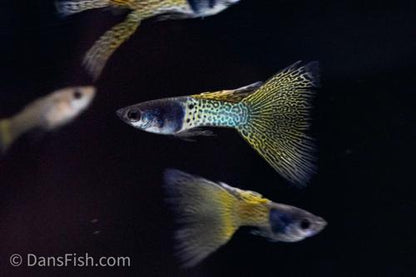 Metal Yellow Lace Guppy, Pair (1M1F)