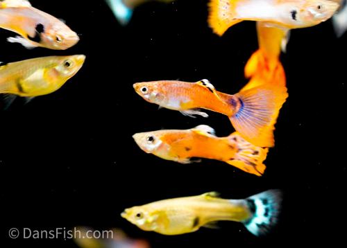Metallic Pastel Guppy -Reverse Trio, Reverse Trio (2M1F)