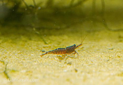 Mini Blue Bee Sulawesi Shrimp, (4 pack)