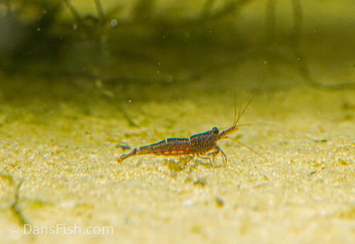 Mini Blue Bee Sulawesi Shrimp, (4 pack)