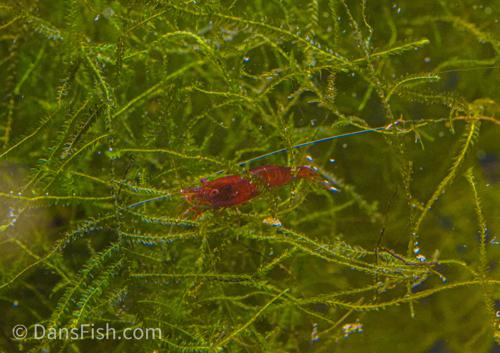 Mini Blue Bee Sulawesi Shrimp, (4 pack)