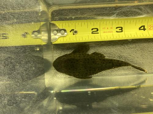 Ranger Pleco