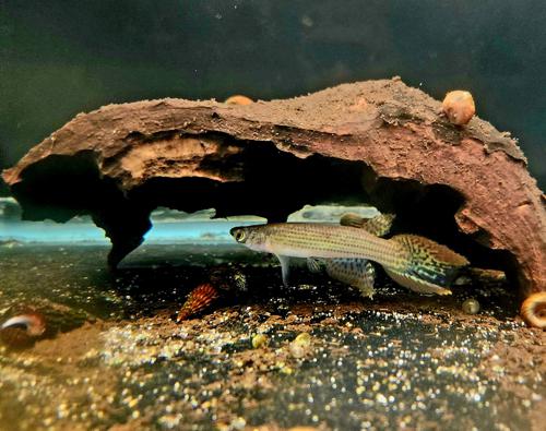 Moema cf. hellneri 'Rio Itaya', Pair (1M1F)