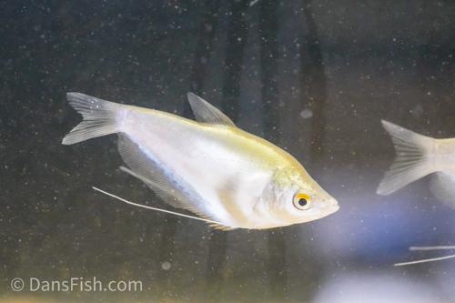 Moonlight Gourami