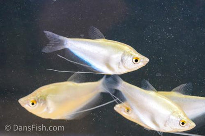 Moonlight Gourami