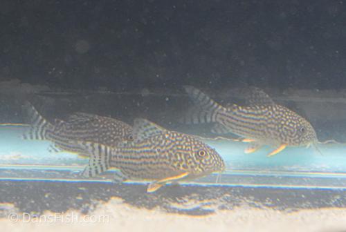 Corydoras haraldschultzi 'Pantanal'