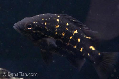 Mountain Grunter "Timika"