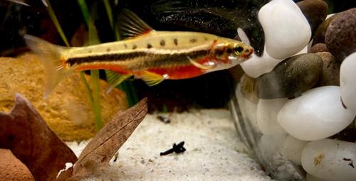Mountain Redbelly Dace