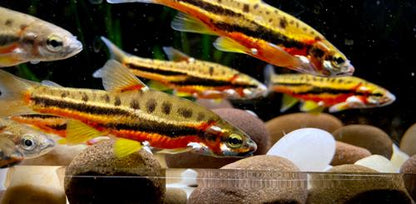 Mountain Redbelly Dace