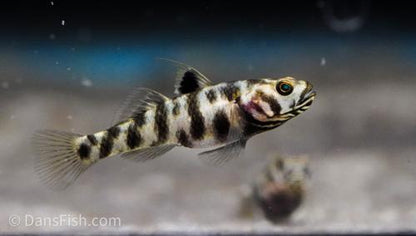 Mugilogobius adeia