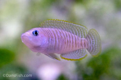 Multi Shell Dweller Cichlid