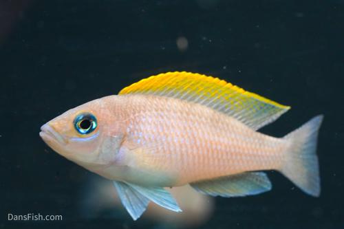Neolamprologus caudopunctatus 'Kapama DRC' F2