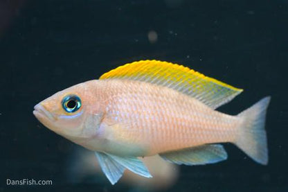 Neolamprologus caudopunctatus 'Kapama DRC' F2