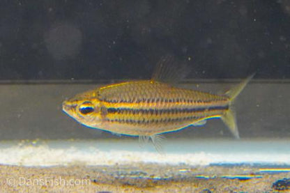 Neolebias trilineatus