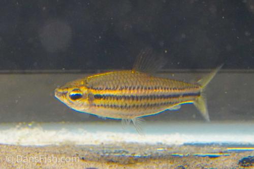 Neolebias trilineatus
