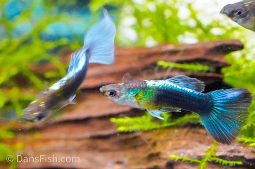 Neon Blue Guppy, Trio (1M2F)