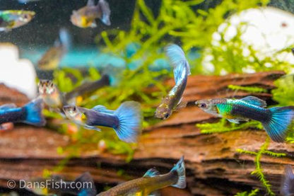 Neon Blue Guppy, Trio (1M2F)