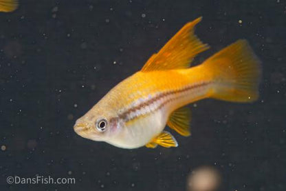 Neon Green High Fin Swordtail, Pair (1M1F)