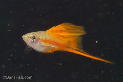 Neon Green High Fin Swordtail, Pair (1M1F)