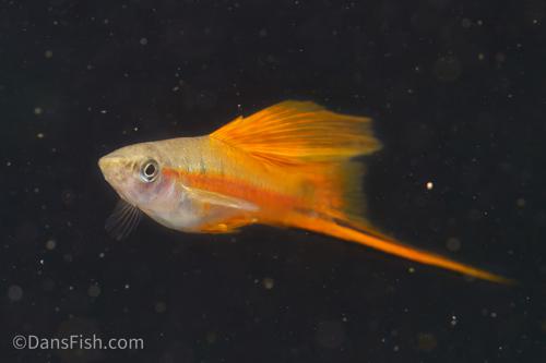 Neon Green High Fin Swordtail, Pair (1M1F)