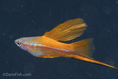 Neon Green High Fin Swordtail, Pair (1M1F)