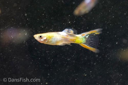 Neon Lyretail Guppy, Female