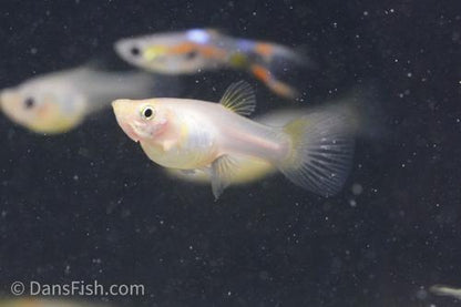 Neon Lyretail Guppy, Female