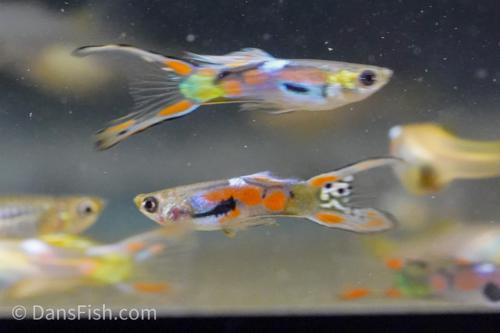 Neon Lyretail Guppy, Female