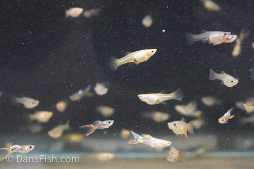 Neon Lyretail Guppy, Female