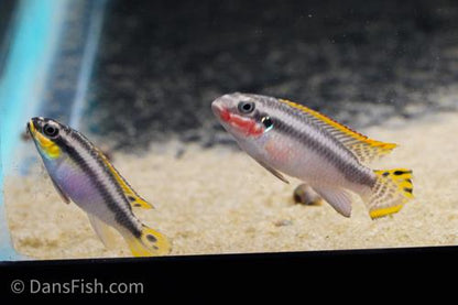 Nigerian Red Kribensis, Female