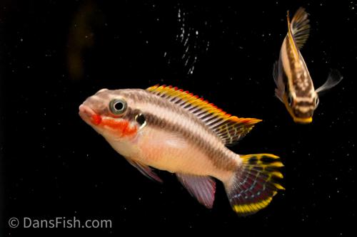 Nigerian Red Kribensis, Female