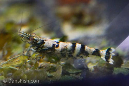 Ninja Shrimp, (4 pack)